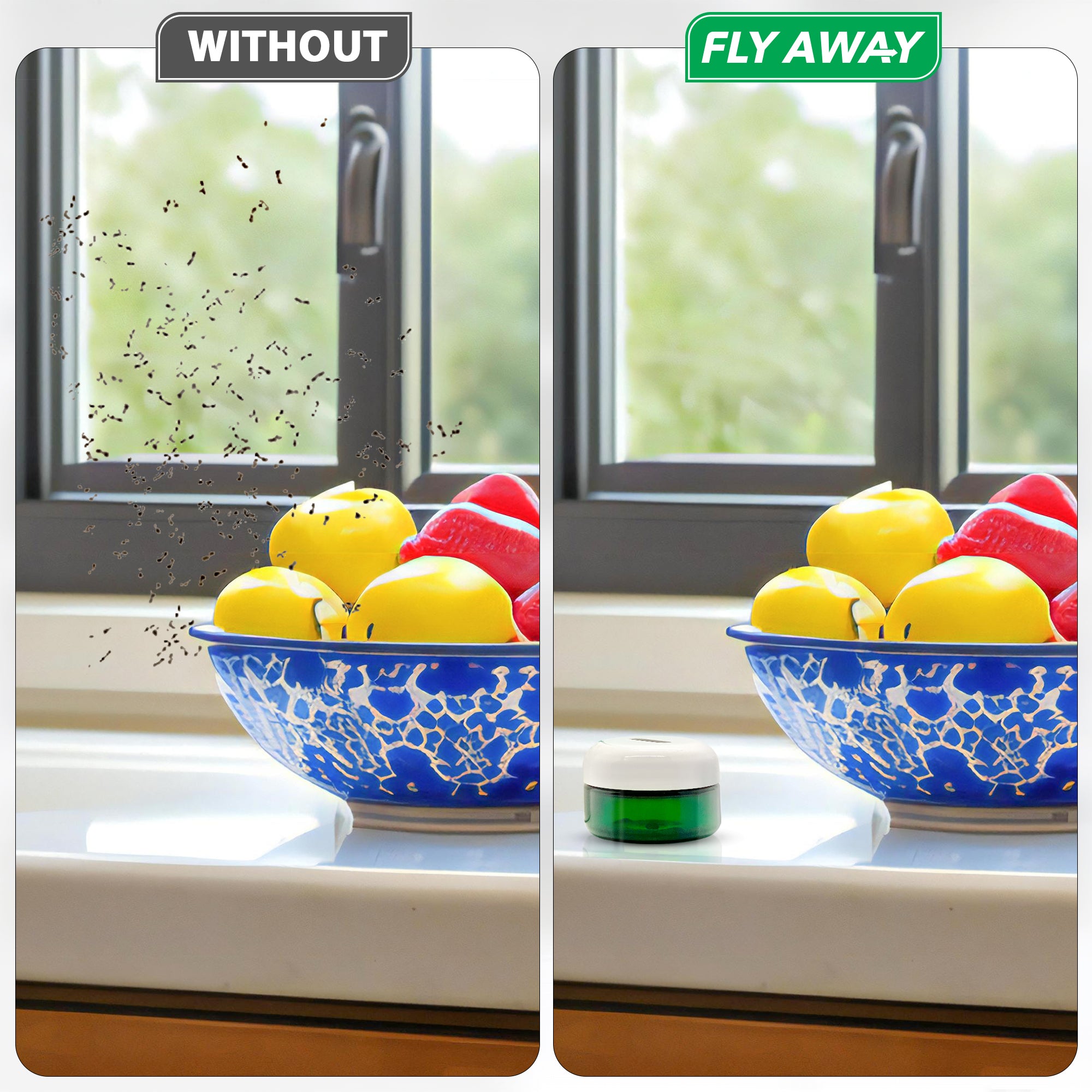 Fruit Fly infestation without Fly Away Fruit Fly Trap kit.
