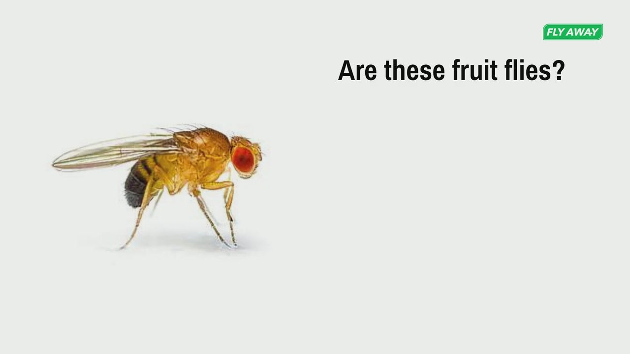What do fruit flies look like?