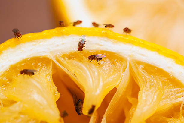 How to Get Rid of Fruit Flies: Your Guide to Fruit Fly Control